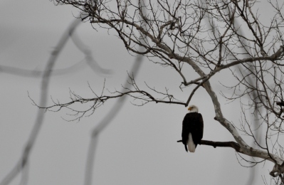 Rock River Landing Eagle