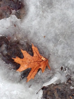 Photo of an orange oak leaf in the ice