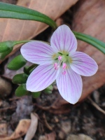 A flower: Spring Beauty