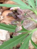 A flower: Cutleaf Toothwort, not yet open