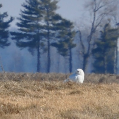 Zoomed in Snowy owl