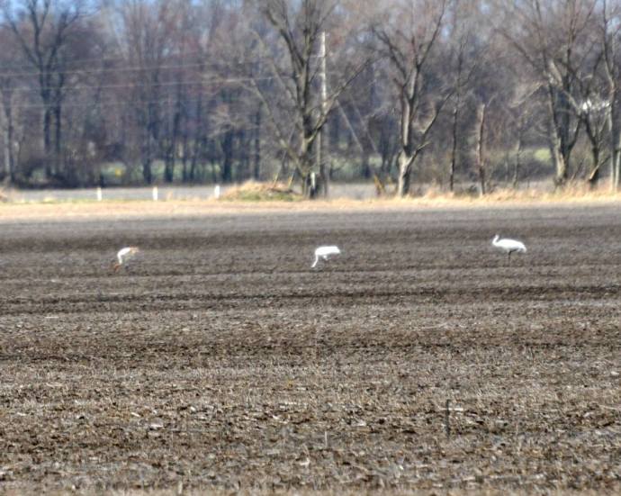Whooping Cranes with immature